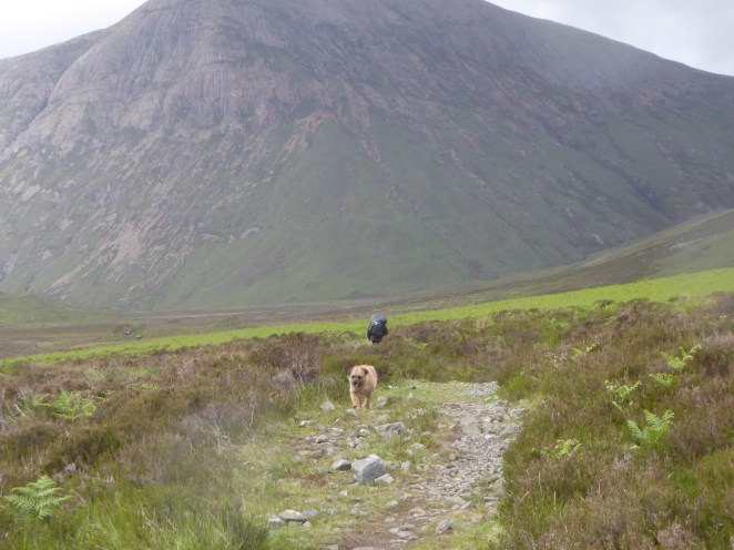 photo 12 Cuillin checking on us