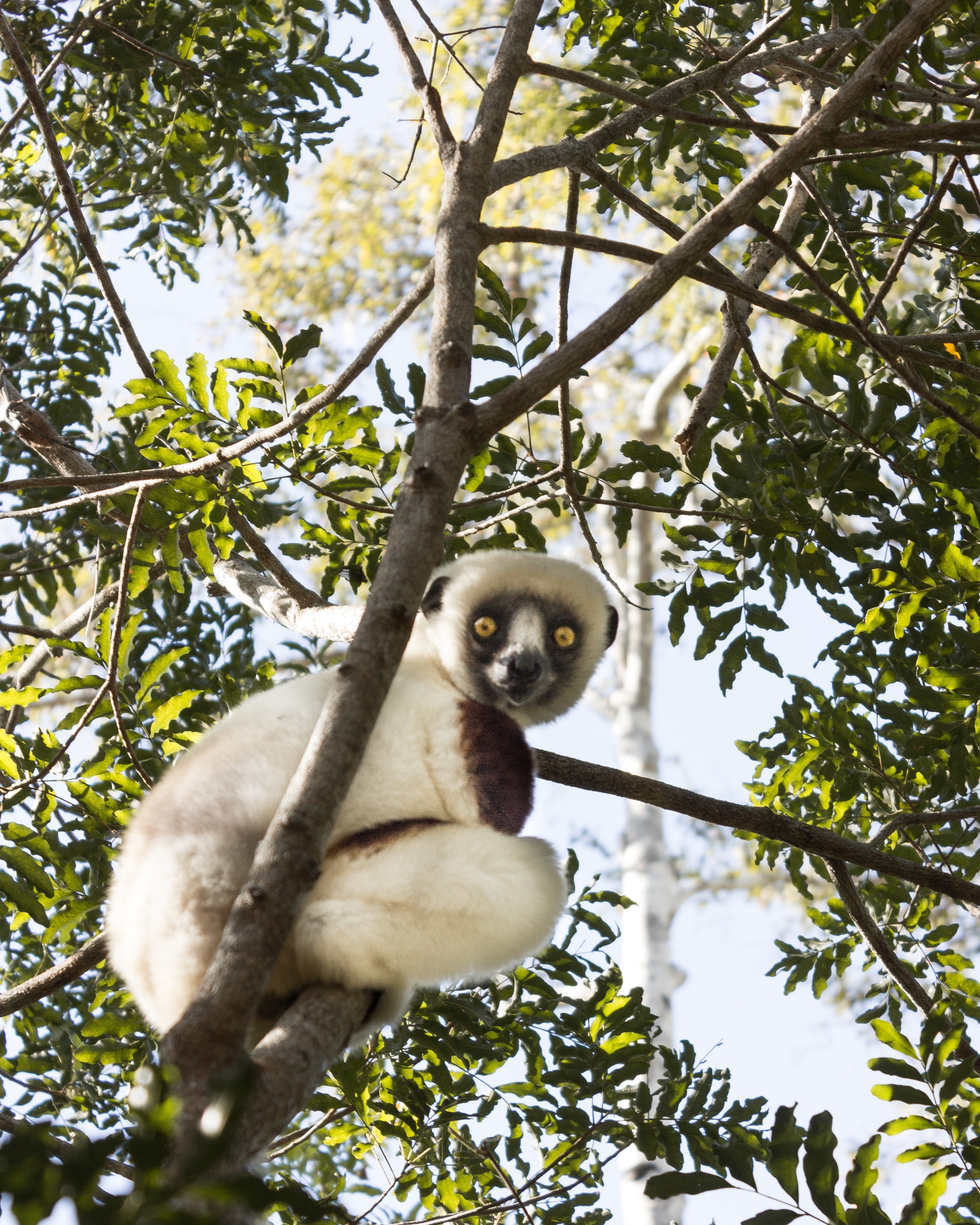 Madagascar1 – The Neil Mackenzie Trust